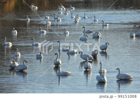 埼玉県比企郡川島町白鳥飛来地　川を泳ぐコハクチョウの群れ 99151008