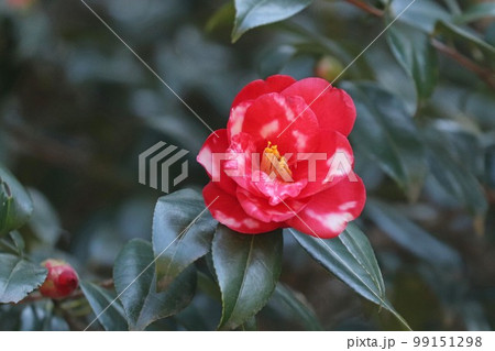 変わり椿 99151298