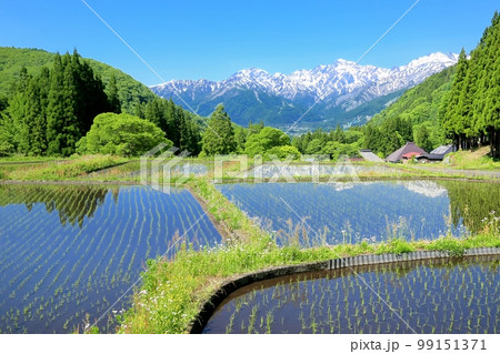 白馬・青鬼の棚田 白馬・青鬼の棚田 99151371
