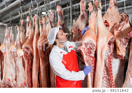 Butcher checking raw pork carcasses hanging in cold storage 99151642