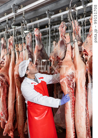 Butcher checking raw pork carcasses hanging in cold storage Butcher checking raw pork carcasses hanging in cold storage 99151708