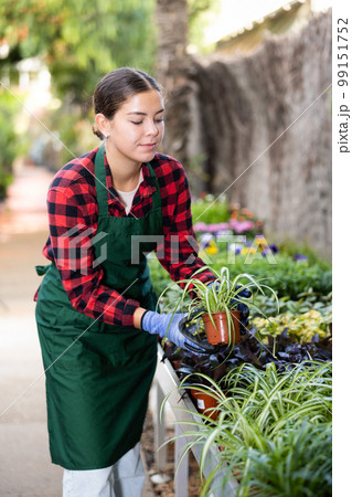 Young female worker of gardening store arranging potted chlorophytum 99151752