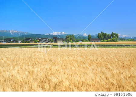 麦畑と北アルプス 99151906