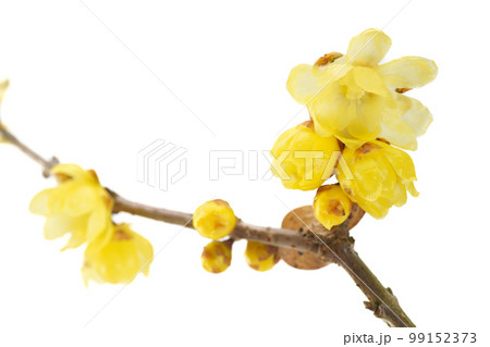 可愛らしい黄花と芳しい香りが印象的な蝋梅 可愛らしい黄花と芳しい香りが印象的な蝋梅 99152373