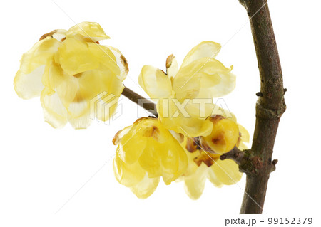 可愛らしい黄花と芳しい香りが印象的な蝋梅 可愛らしい黄花と芳しい香りが印象的な蝋梅 99152379