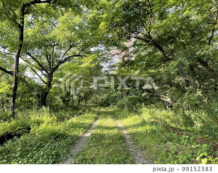 緑の田舎道 緑の田舎道 99152383