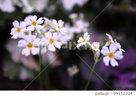 春の可愛い白い草花 99152384