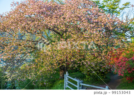 名胡桃城址　八重桜　春の風景　群馬県みなかみ町 99153043