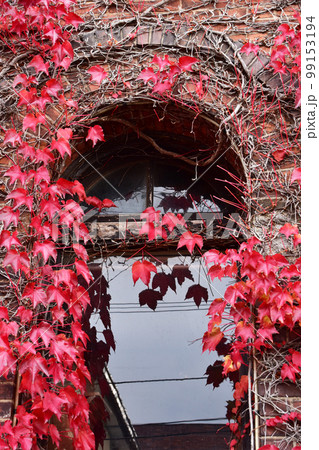 紅葉するツタと古い窓 紅葉するツタと古い窓 99153194