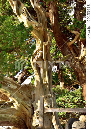 大瀬崎神社のビャクシン樹林 99153418