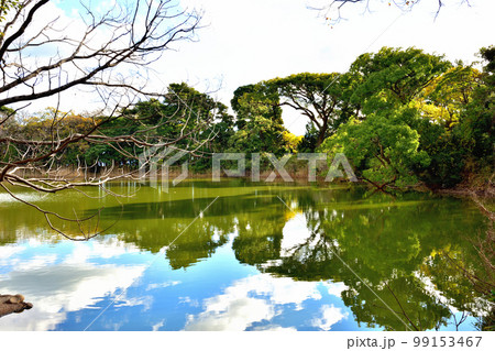 伊豆の七不思議大瀬崎神社の神池と鯉 99153467