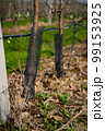 Young apple orchard protection against rodents hares net 99153925