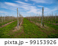 Young apple orchard protection against rodents hares net 99153926