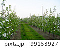Young apple orchard protection against rodents hares net 99153927
