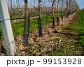 Young apple orchard protection against rodents hares net 99153928
