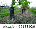 Young apple orchard protection against rodents hares net 99153929