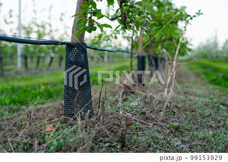 Young apple orchard protection against rodents hares net 99153929
