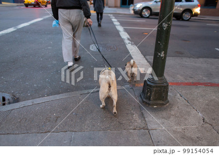 サンフランシスコの街中で犬の散歩 サンフランシスコの街中で犬の散歩 99154054
