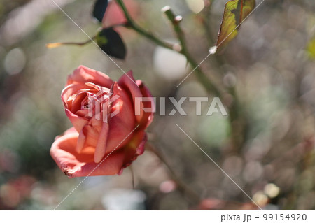 一凛のバラをあなたに・・・ 一凛のバラをあなたに・・・ 99154920