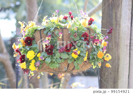 ビオラのカラフルな寄せ植え 99154921