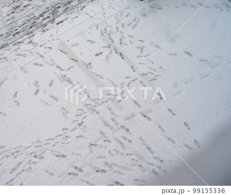 雪の日の東京 99155336