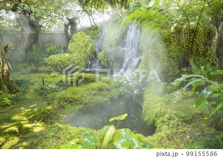 The Beautiful spring moss and fern in the garden under big trees, Chiang Mai, Thailand The Beautiful spring moss and fern in the garden under big trees, Chiang Mai, Thailand 99155586
