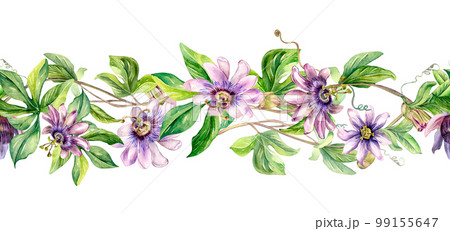 Seamless border of passion flower plant watercolor illustration isolated on white. Seamless border of passion flower plant watercolor illustration isolated on white. 99155647