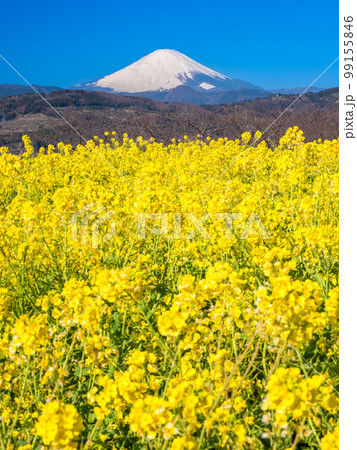 2月神奈川・二宮町 富士山と吾妻山公園の菜の花 2月神奈川・二宮町 富士山と吾妻山公園の菜の花 99155846