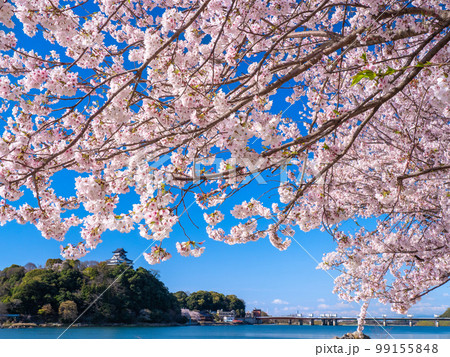 4月愛知・犬山 犬山城の天守閣と桜 4月愛知・犬山 犬山城の天守閣と桜 99155848