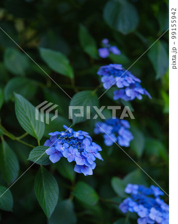 大興善寺の紫陽花 99155942
