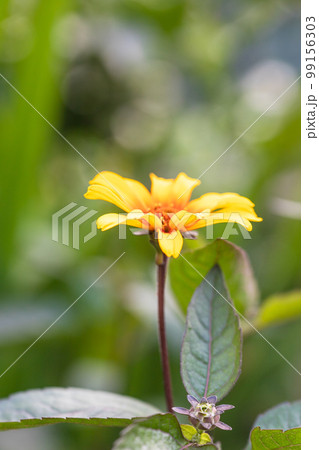 可愛く咲く黄色の花の写真 99156303