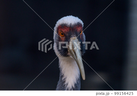 タンチョウの顔 99156425