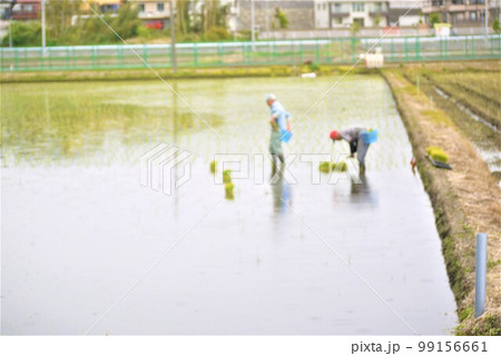 田植えの季節、秋の豊作を願って。 田植えの季節、秋の豊作を願って。 99156661