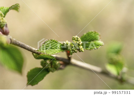 コデマリの若葉と莟・忍野村 99157331