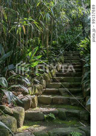 篠竹と葉蘭の中を登る石段・北区王子名主の滝公園 篠竹と葉蘭の中を登る石段・北区王子名主の滝公園 99157689