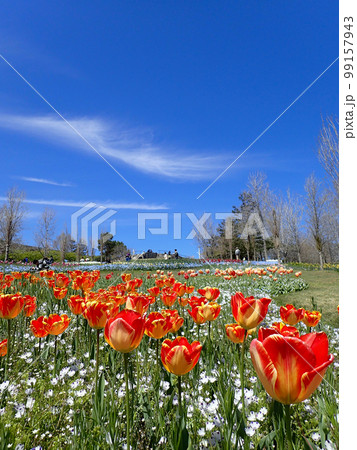 爽やかな空が拡がったチューリップ咲く明石海峡公園 爽やかな空が拡がったチューリップ咲く明石海峡公園 99157943