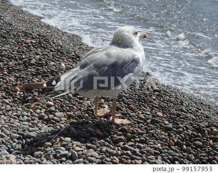 Steppe gull or khokhotunya (Larus cachinnans) is a large all that breeds mainly on the territory of Russia and Ukraine in areas adjacent to the Black and Caspian seas 99157953