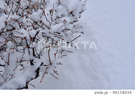 降り積もった雪と枝垂もみじの新芽 99158039