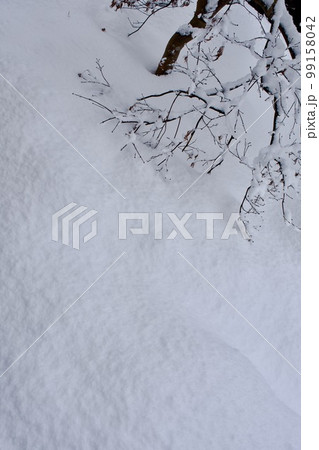 降り積もった雪と枝垂もみじの新芽 99158042