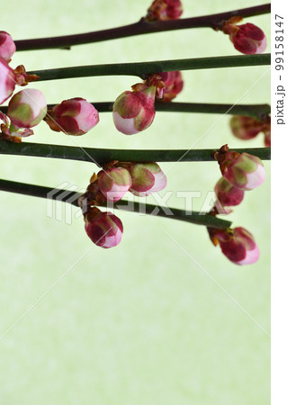 梅の花蕾（黄緑色の和紙背景） 99158147