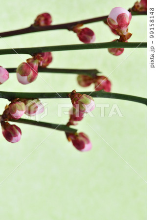 梅の花蕾（黄緑色の和紙背景） 99158148