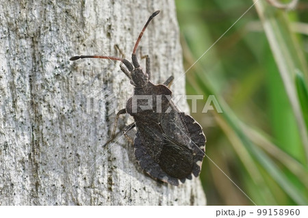 Closeup on a boat shield bug, Enoplops scapha, warming up in the sun on a wooden pole Closeup on a boat shield bug, Enoplops scapha, warming up in the sun on a wooden pole 99158960