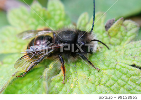 Closeup of a hairless worn male of the horned orchard mason bee , Osmia cornuta in the garden 99158965