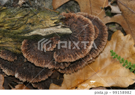 Closeup on a brown fruiting body of the Earthfan fungus, Thelephora terrestris, on the forest floor Closeup on a brown fruiting body of the Earthfan fungus, Thelephora terrestris, on the forest floor 99158982