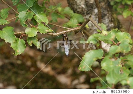 Closeup on a blue male Broad bodied chaser dragonfly, Libellula depressa, hanging in the vegetation Closeup on a blue male Broad bodied chaser dragonfly, Libellula depressa, hanging in the vegetation 99158990