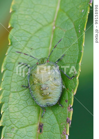 Natural closeup on a nymph , instar of the green shieldbug, Palomena prasina sitting on a green leaf 99158998