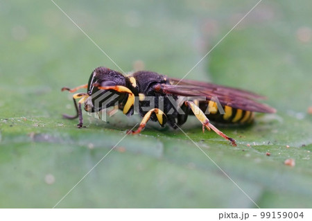 Closeup on a square headed digger wasp, Ectemnius continuus, sitting on a green leaf 99159004