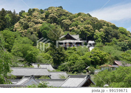 新緑の長谷寺 本坊から本堂を望む 奈良県桜井市初瀬 新緑の長谷寺 本坊から本堂を望む 奈良県桜井市初瀬 99159671