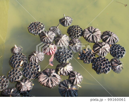 池に浮いた蓮の花托(かたく) 池に浮いた蓮の花托(かたく) 99160061