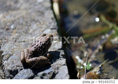 田んぼのヌマガエル 田んぼのヌマガエル 99160352